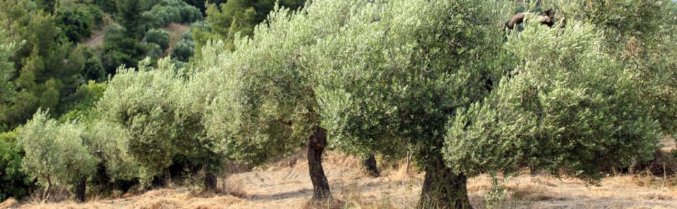 Greek extra virgin olive oil