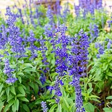 clary sage