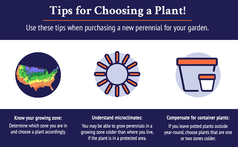 tips for choosing a plant