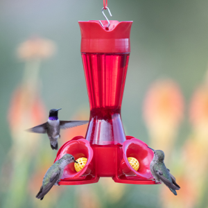 Accommodates Multiple Birds
