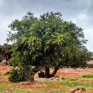 argan oil tree
