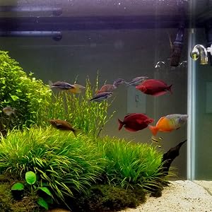 Plant Tank