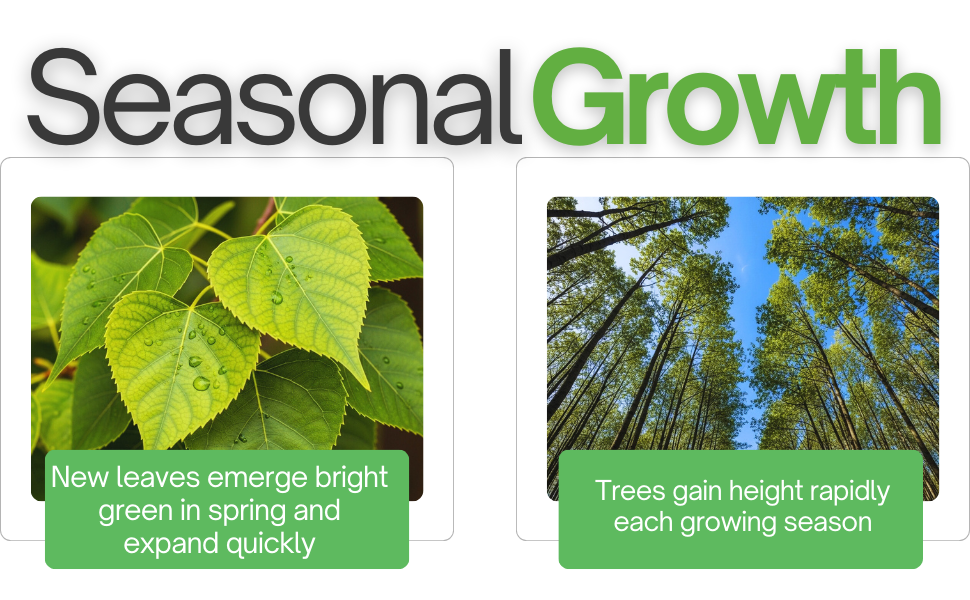 poplar tree seedlings