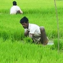 Local Farmers
