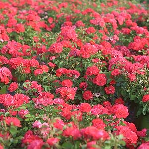coral drift knockout rose bush perfect plants nursery colorful flowering shrub groundcover miniature