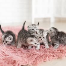 Litter of Kittens