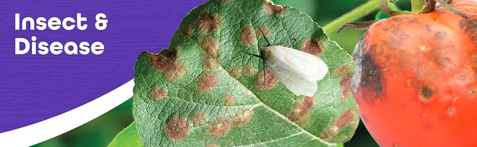 Garden Insect &amp;amp; Disease Control with Images of insects on leaf and tomato