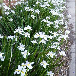 African White Iris flowering plant, flowering shrub