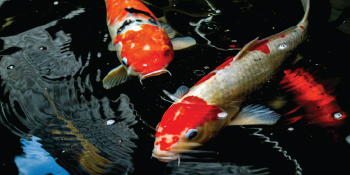 pond koi water garden heal health