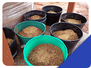 grain feed in buckets