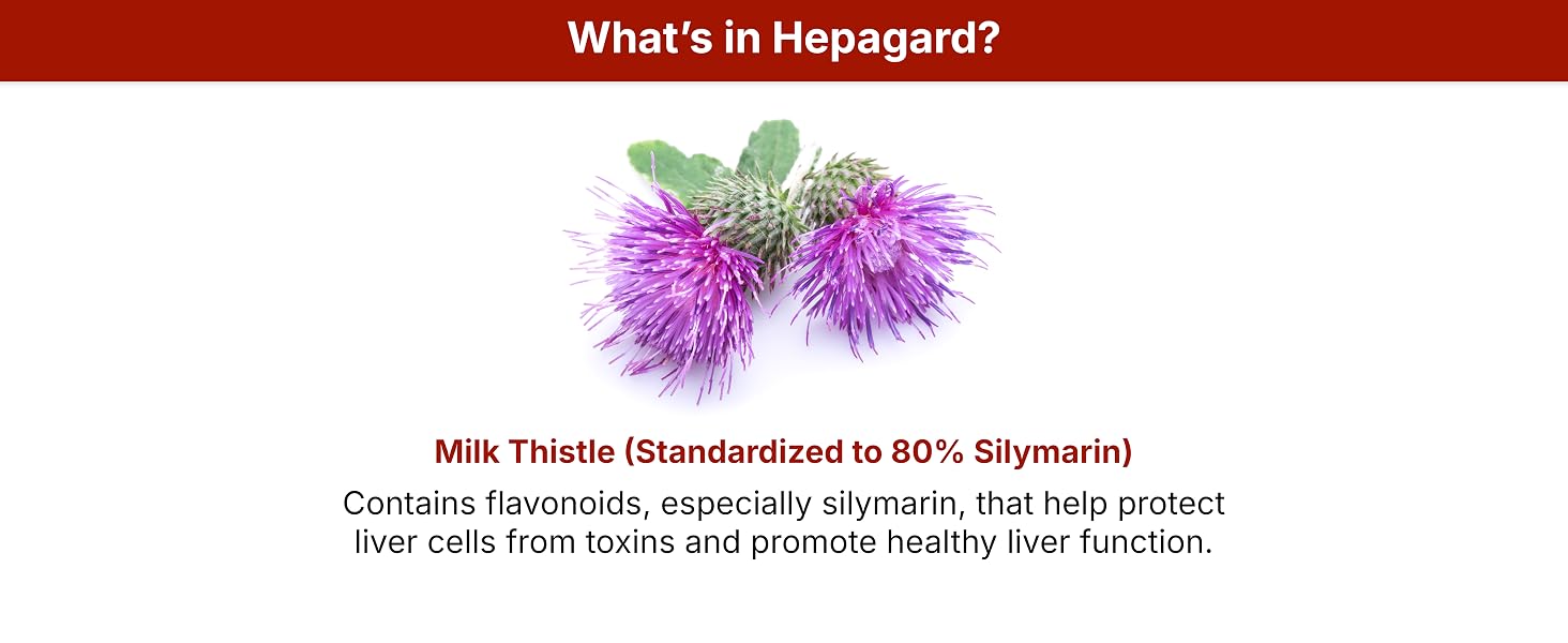 Milk Thistle (Standardized to 80% Silymarin)