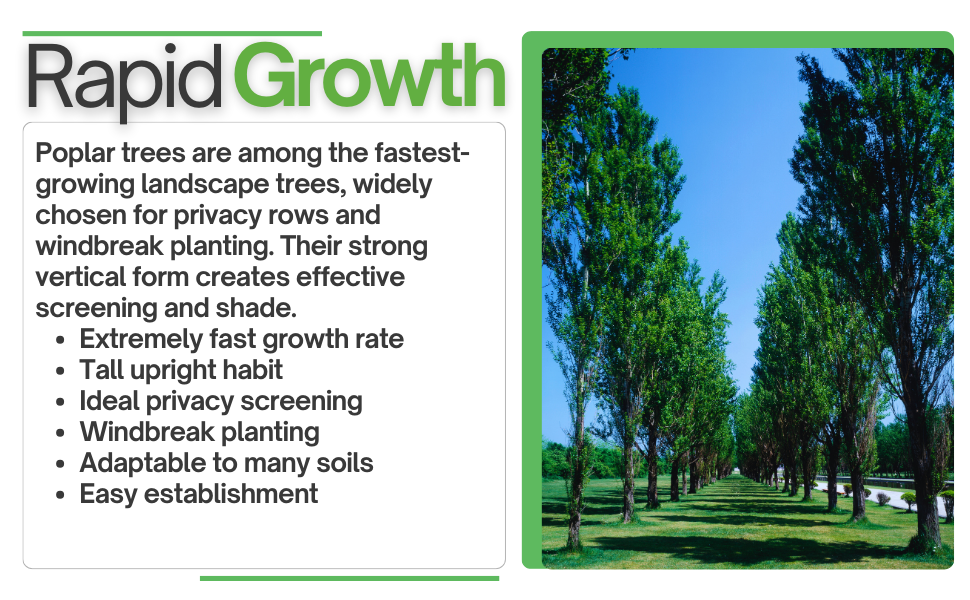 poplar tree seedlings