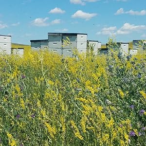 2020 Beeyard