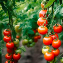 Tomatoes image