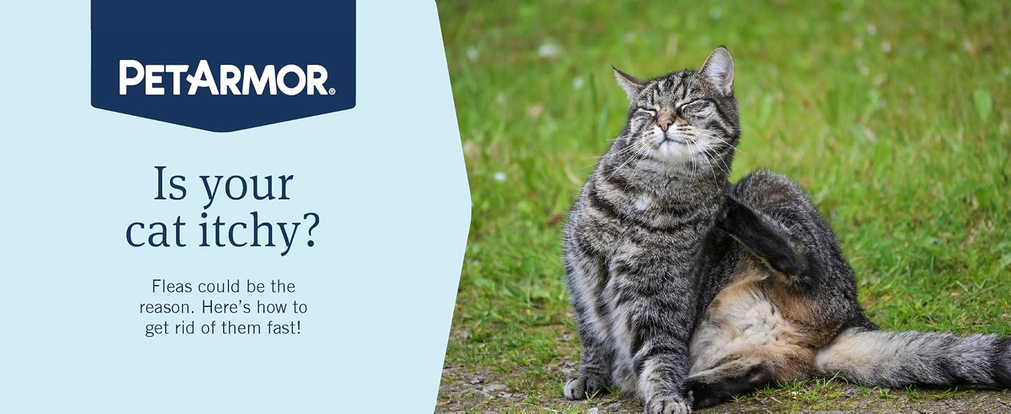 is your catitchy