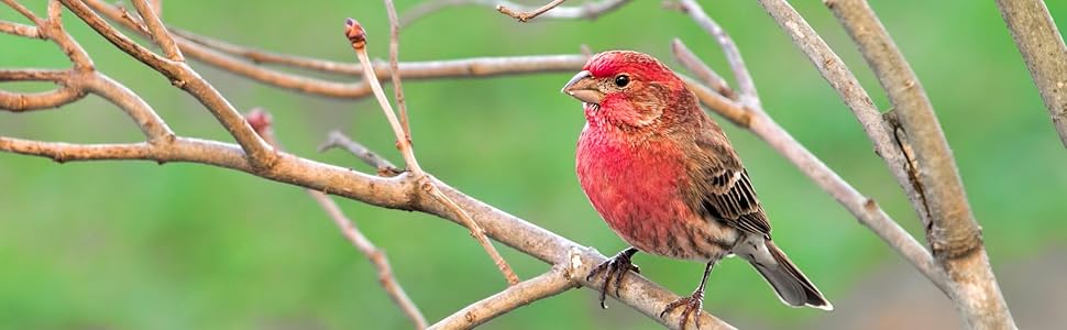lyric, bird seed, bird food, lyric bird seed, wild bird seed, fruit and nut, fruit and nut bird seed