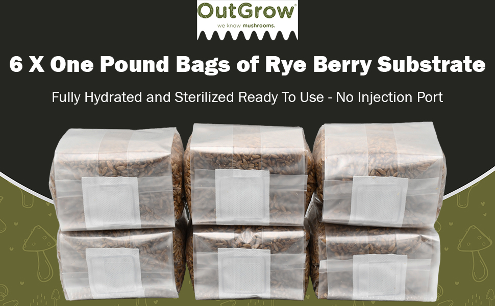 6 sterilized rye berry grain spawn bags