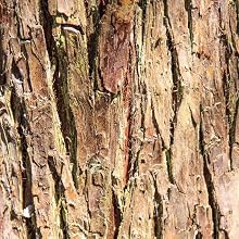 Cedarwood