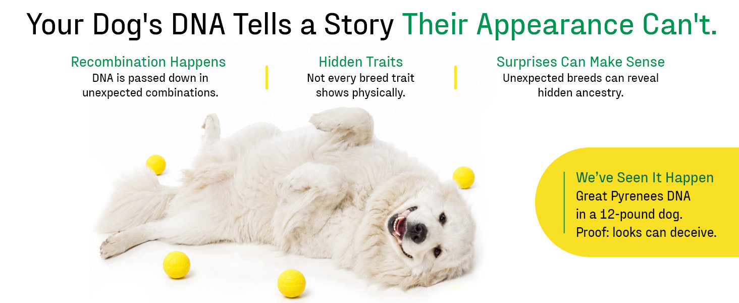 how a fluffy white dog&amp;#39;s DNA can hide surprise ancestry not visible in its appearance