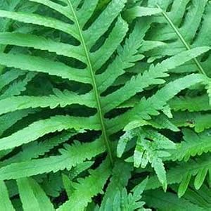 Polypodium Leucotomos