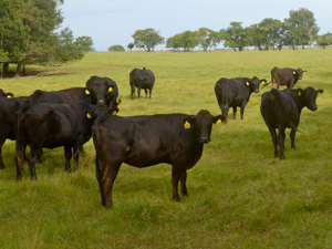 Cows