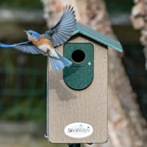 Bluebird leaving the nest
