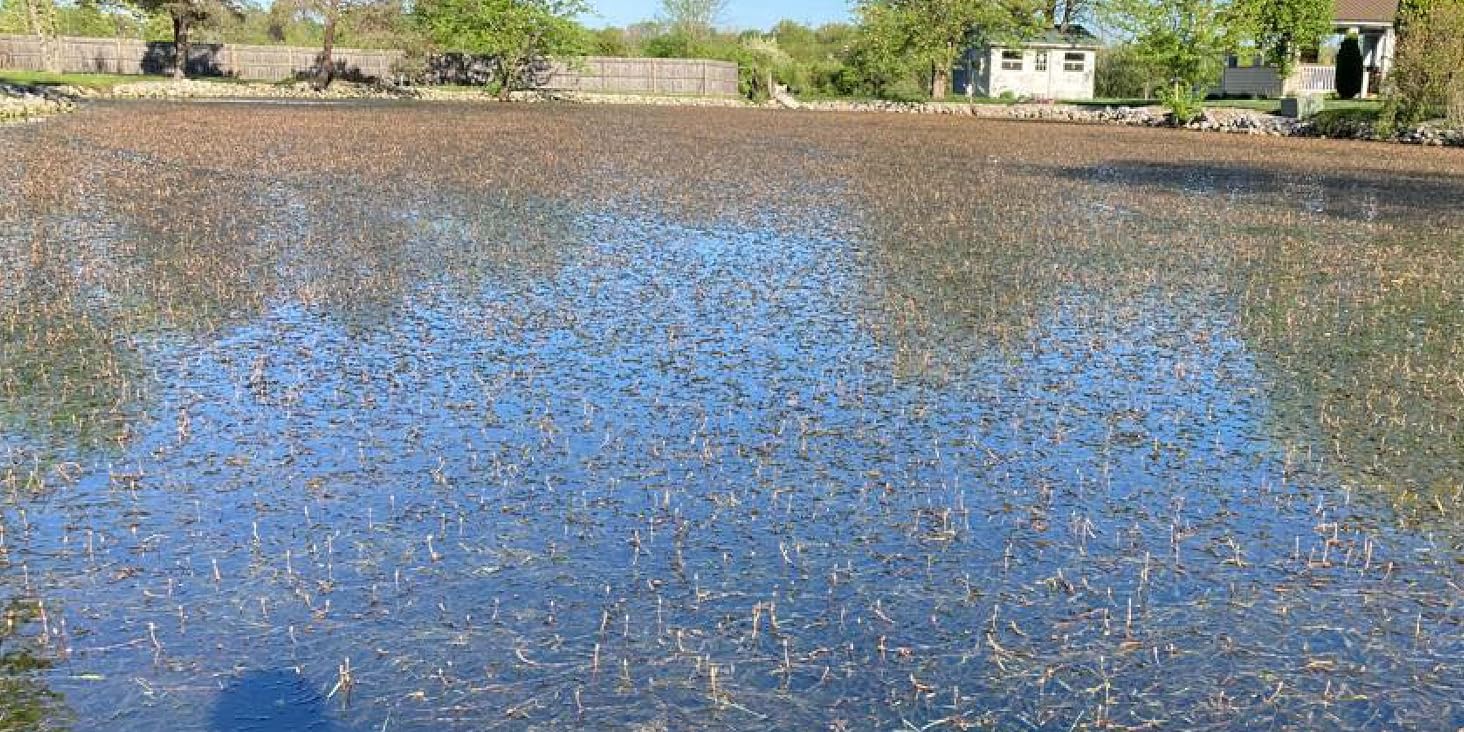 Before Pond Weed Treatment