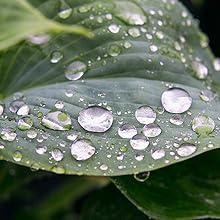 mineral free water for watering carnivorous house plants indoors rainwater
