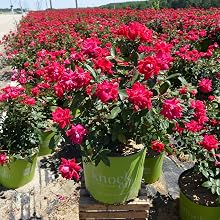 knockout;roses