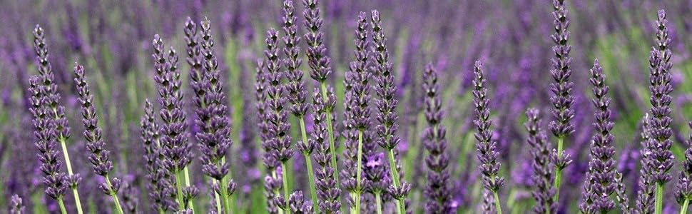 Lavender Grosso