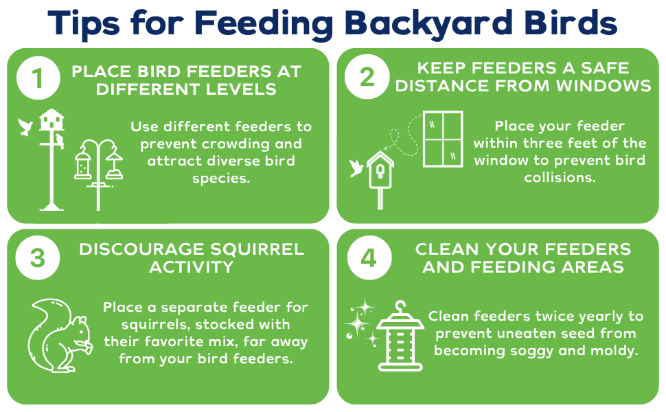 Armstrong Tips for Feeding Backyard Birds