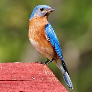 eastern bluebird EABL