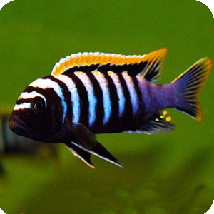 fritz, lake, malawi, cichlid