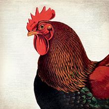 Chicken illustration showing how EPIC chicken bars are made from chickens raised without antibiotics