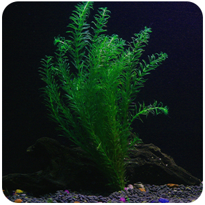 10 species plants package for fresh water aquariums