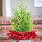 Green Giant Arborvitae in Container