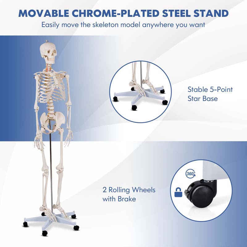 70.8 inch Life Size Human Skeleton Model for Anatomy