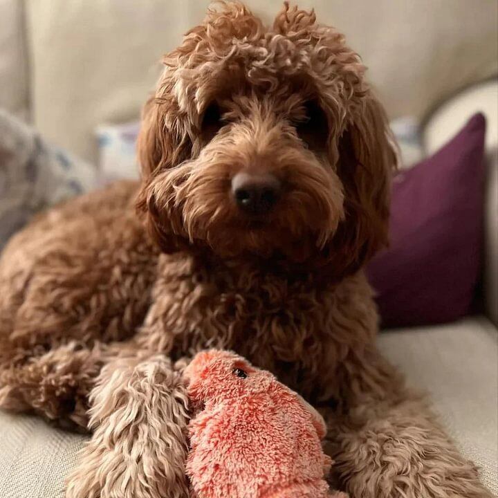Lobster Interactive Dog Toy