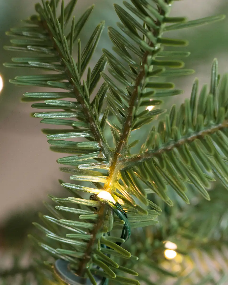 Alpine Balsam Fir® Christmas Tree