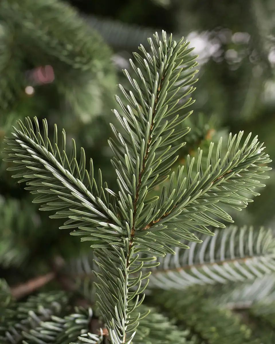European Fir® Christmas Tree