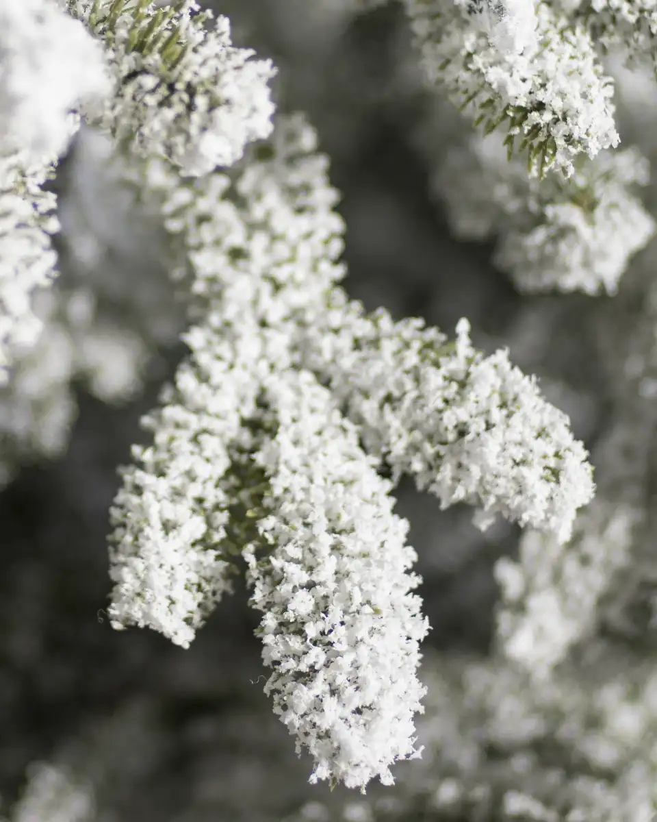 Frosted Fraser Fir® Christmas Tree
