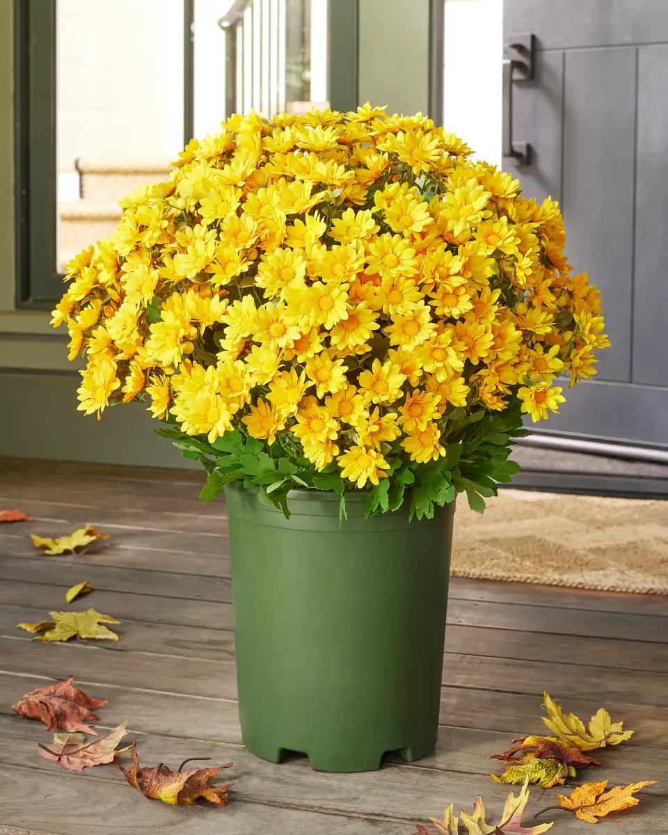 Sunset Mums Foliage