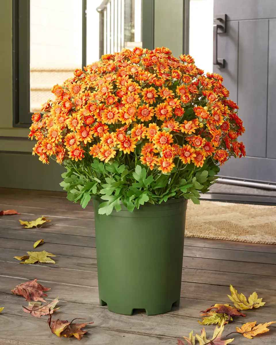 Sunset Mums Foliage