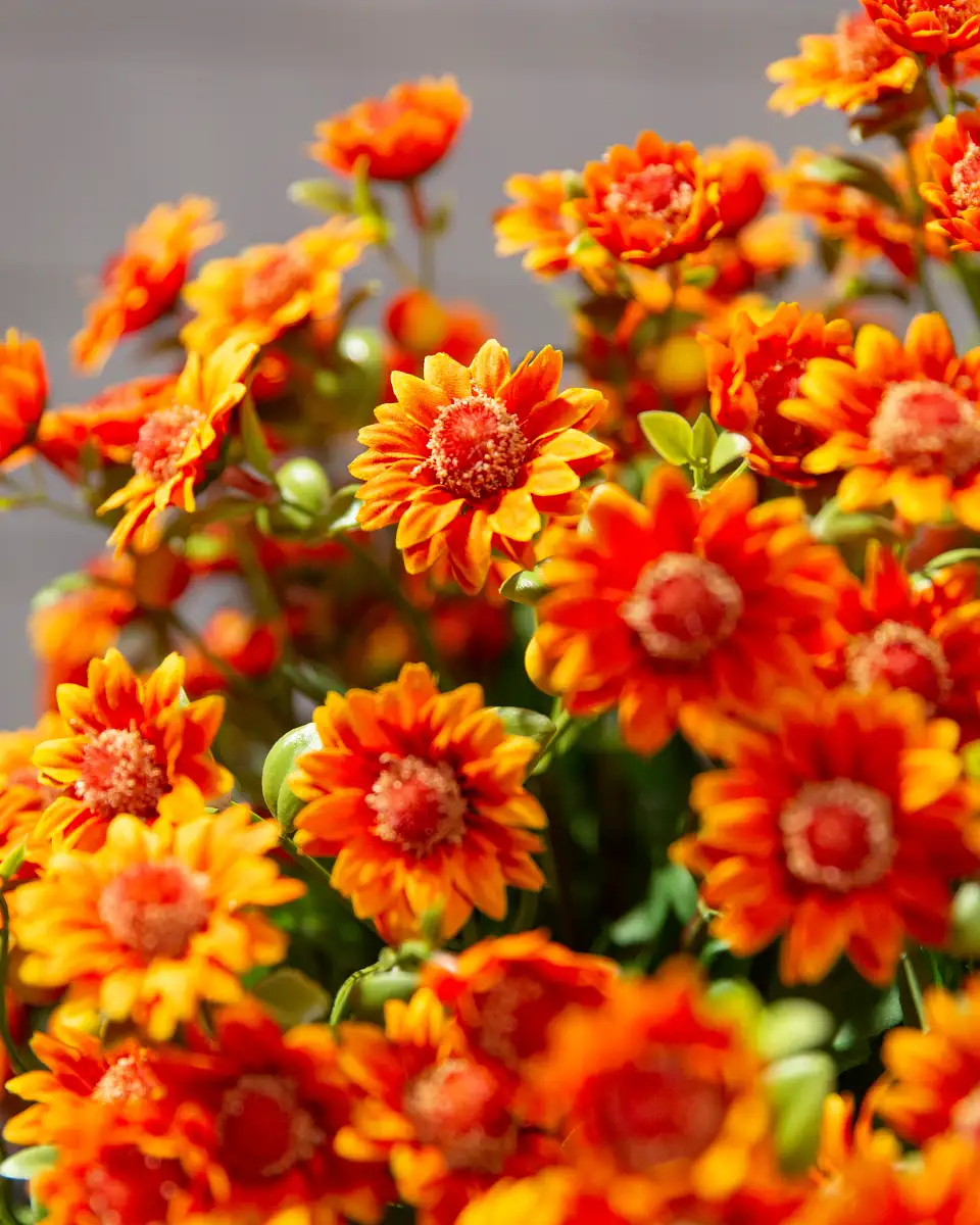 Sunset Mums Foliage