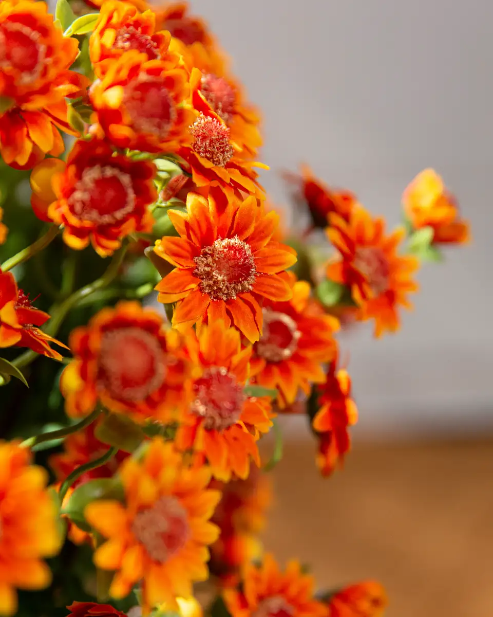 Sunset Mums Foliage
