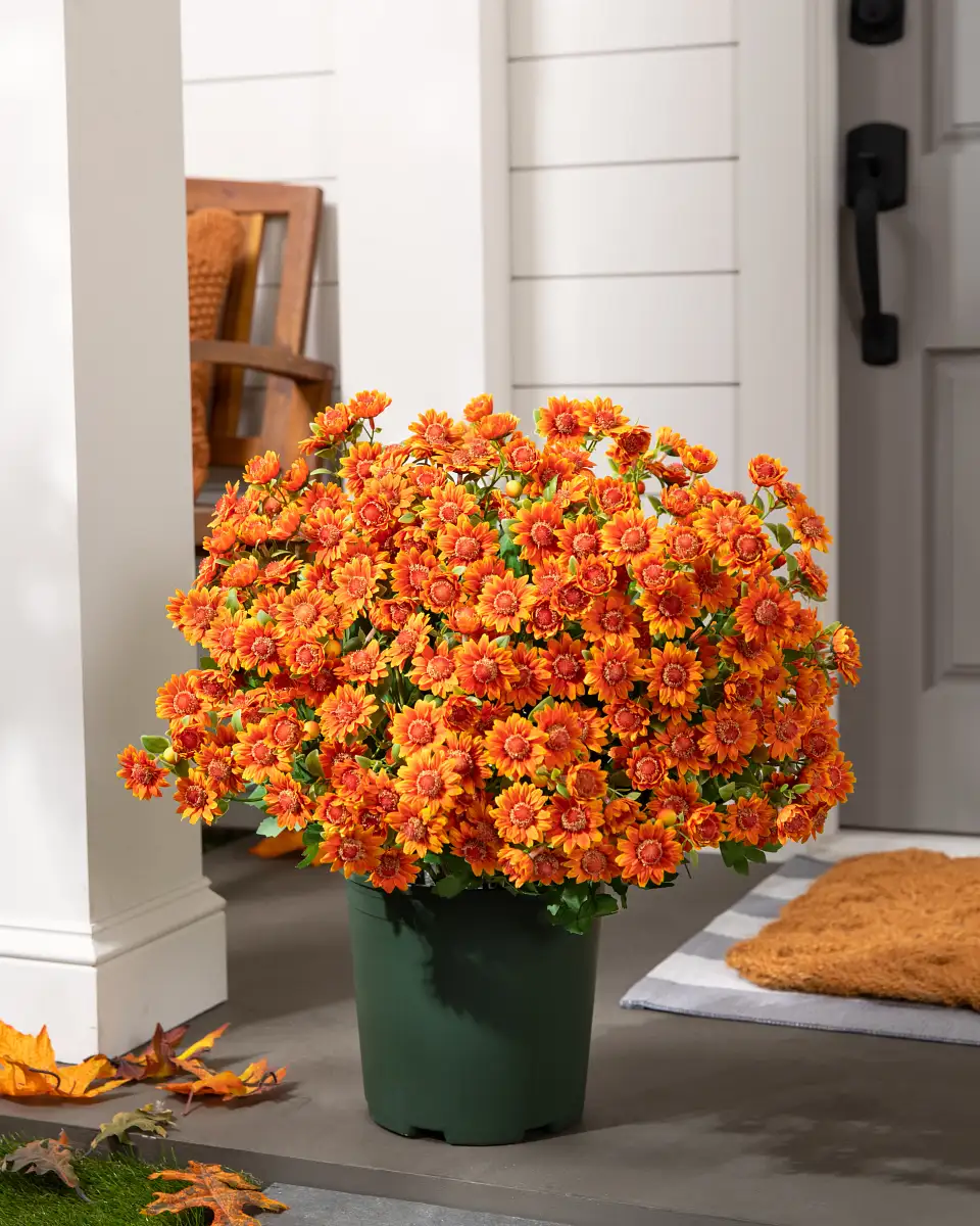 Sunset Mums Foliage