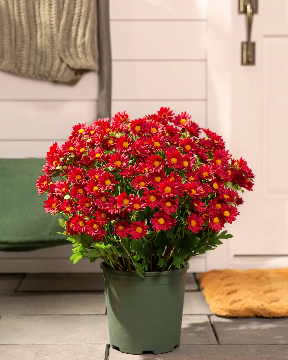 Sunset Mums Foliage