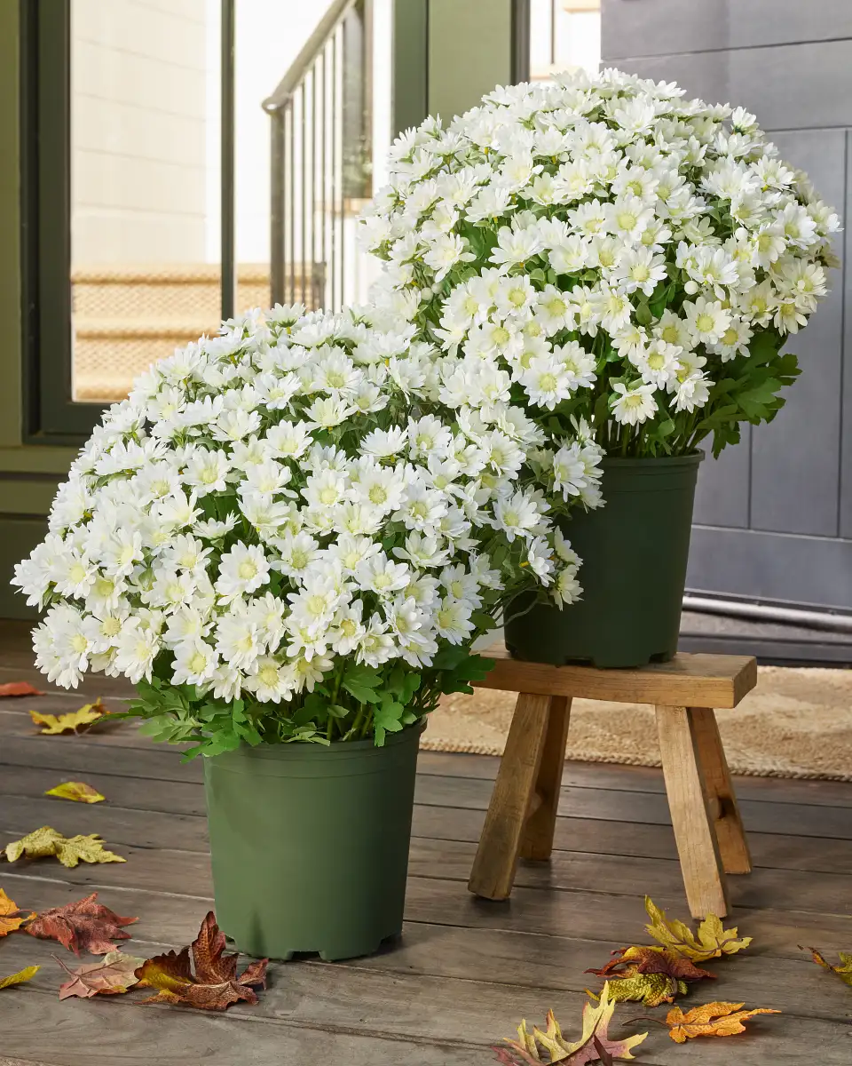 Sunset Mums Foliage