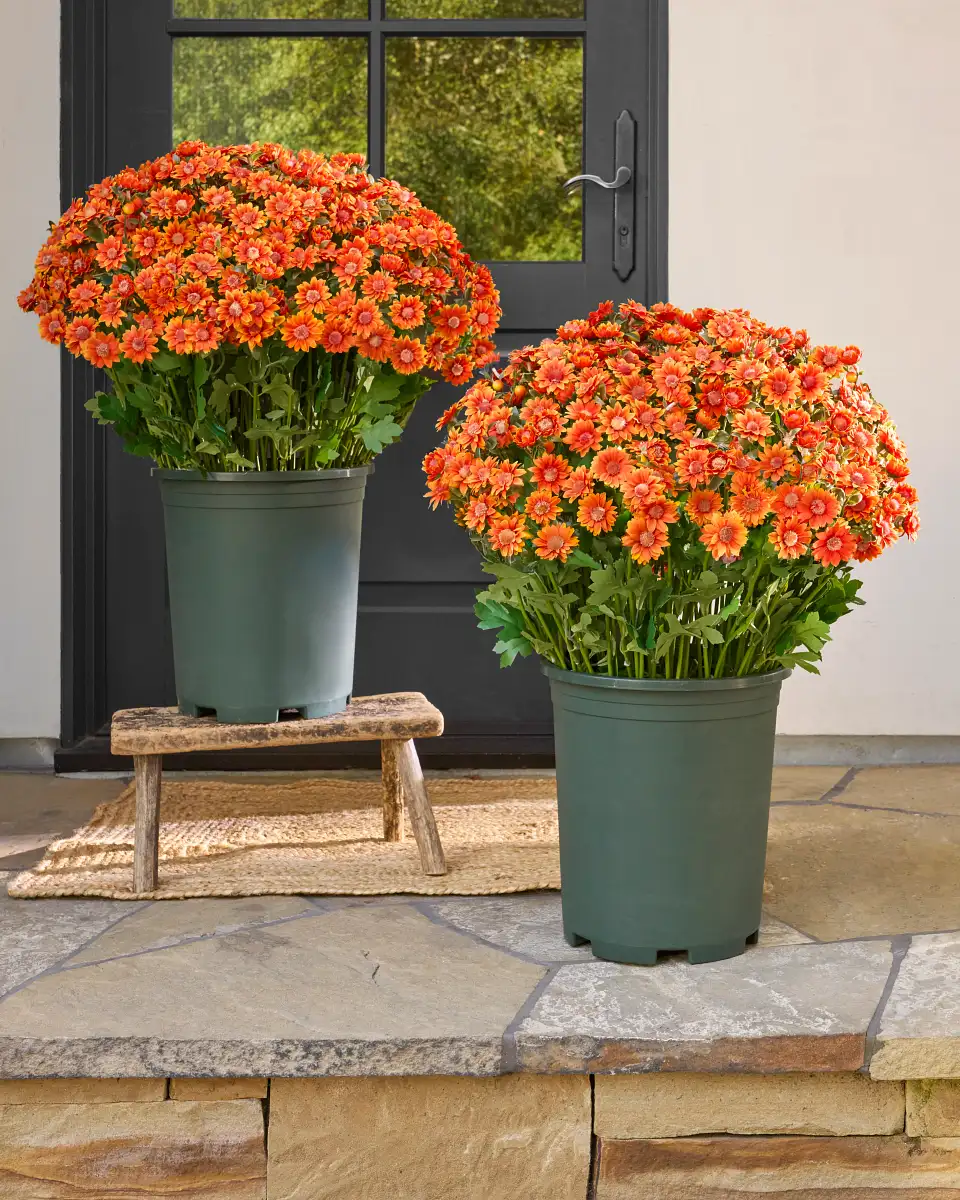 Sunset Mums Foliage