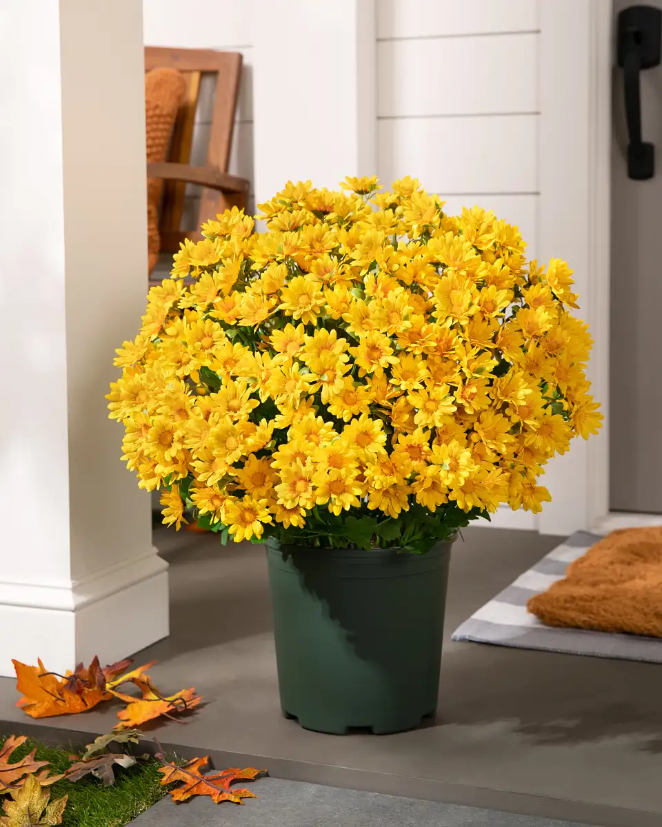 Sunset Mums Foliage